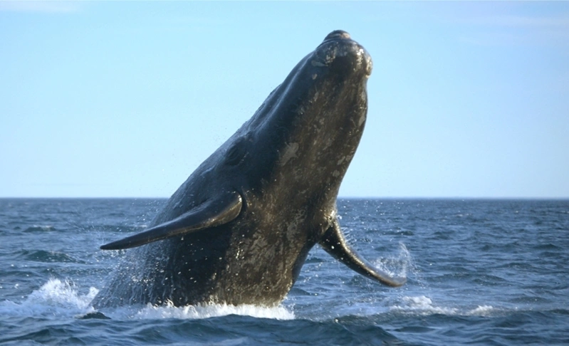 a photo showing a humpback whale breaching the waterline
