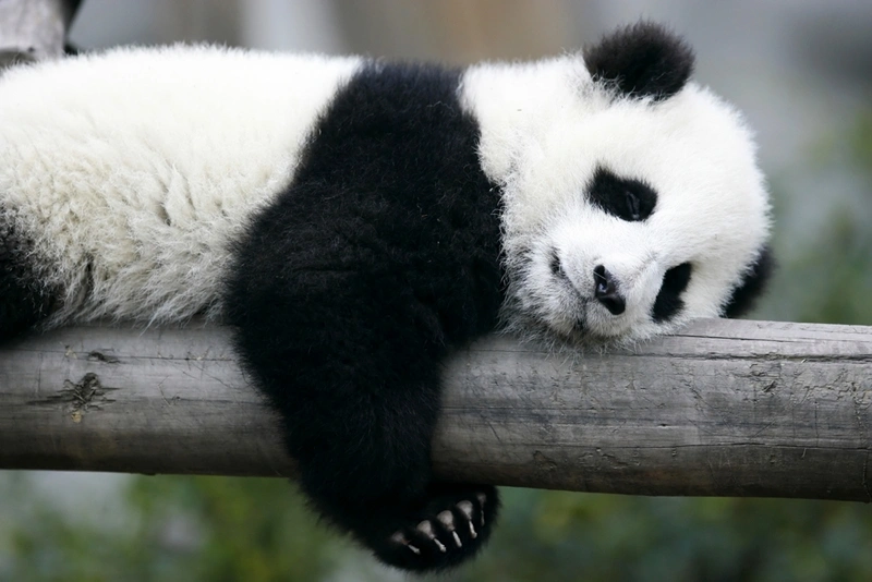 panda sleeping on a log