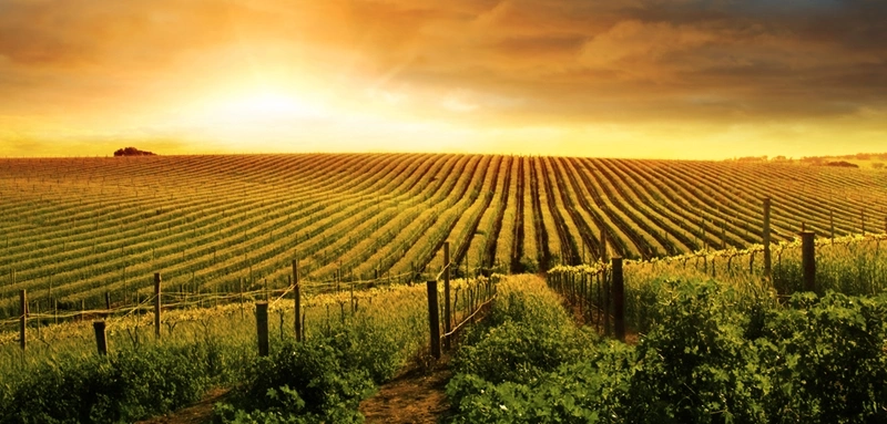 sunset at the barossa valley winefields