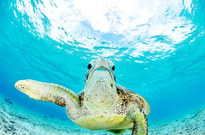 a photo of a sea turtle underwater