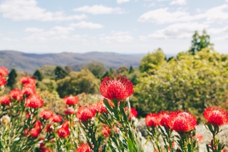 Botanic Gardens - Blue Mountains NSW