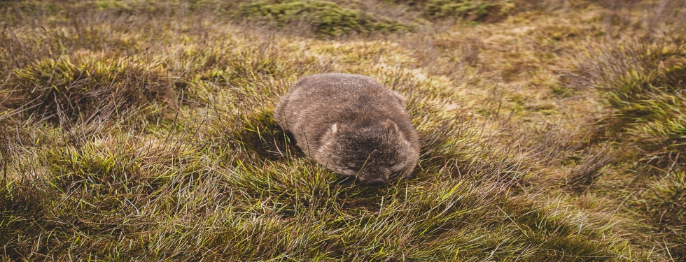 Wombat eating grass in Tasmania National Park