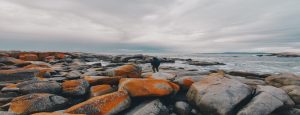 One person walking through the orangey fiery rocks at the Bay of Fires.