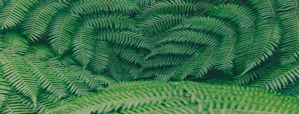 Tropical Ferns in the Blue Mountains