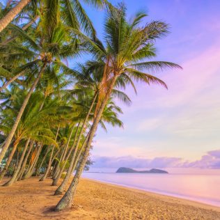 Pink sunset by the ocean and palm trees.