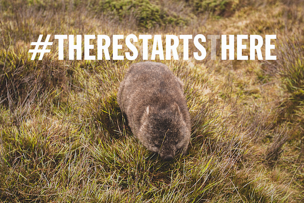 Wombat eating in a grassy field.