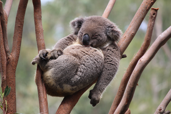 Sleeping Koala in tree