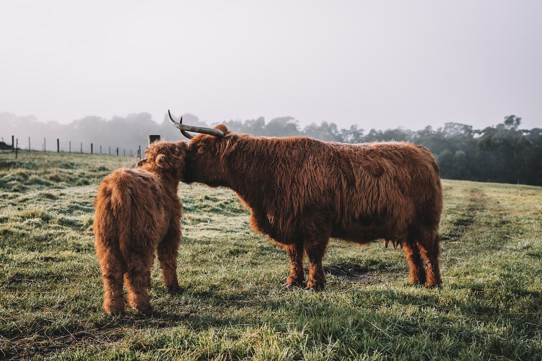 Two Scottish Highland Cows in a green field in Tasmania.