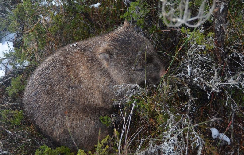 A small wombat hiding in the frosted grass in a park.