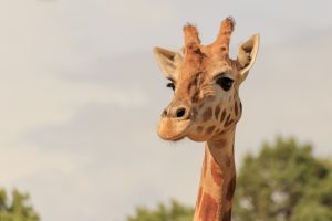 Giraffe at Dubbo Zoo