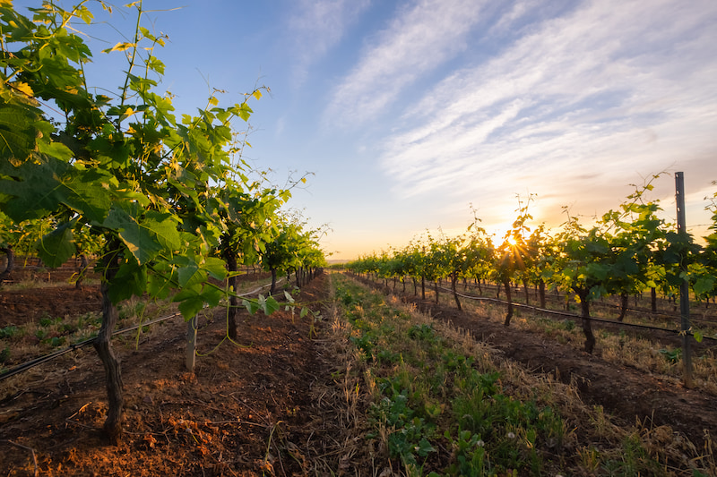 Sunset at Hunter Valley Winery