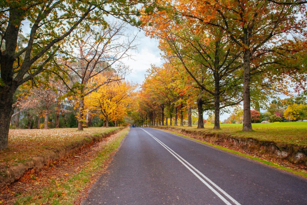 Stretch of road between fields and trees during Autumn | Featured image for Quaint Little Towns in NSW blog for East Coast Car Rentals.