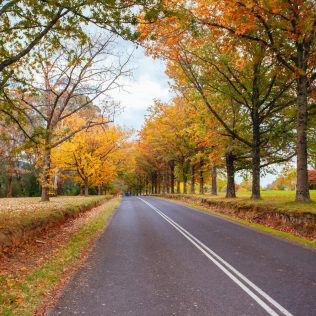Stretch of road between fields and trees during Autumn | Featured image for Quaint Little Towns in NSW blog for East Coast Car Rentals.
