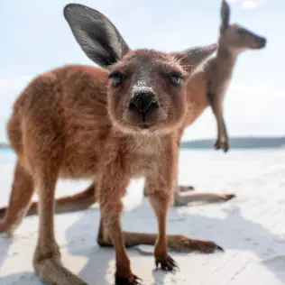 Eight ‘not to be missed’ Australian wildlife experiences