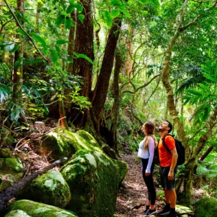 The Ultimate Gold Coast Hinterland Road Trip