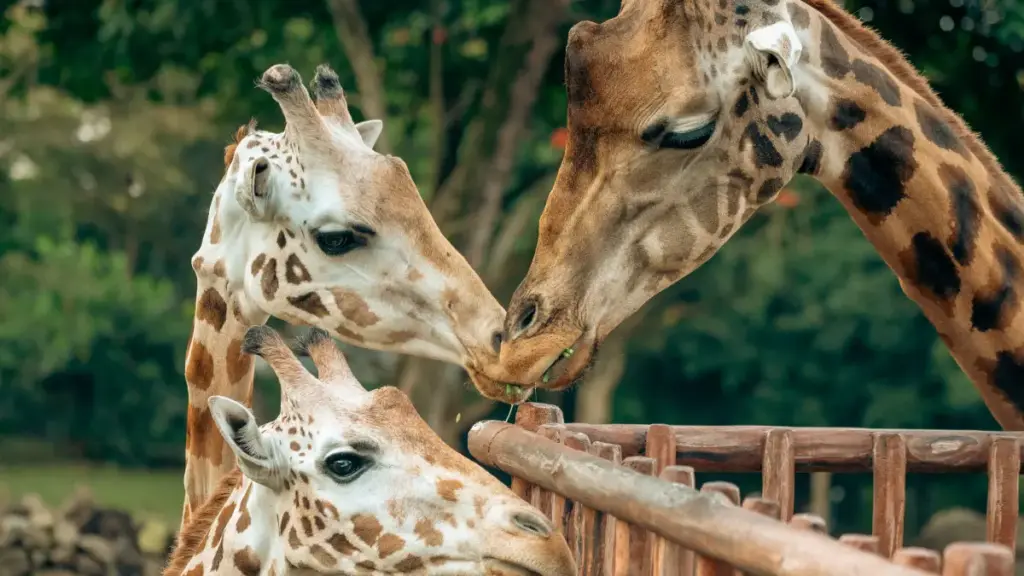 Australia Zoo, Sunshine Coast, Queensland.