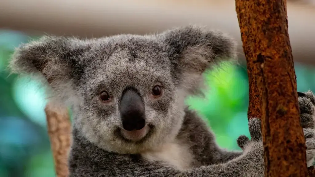Lone Pine Koala Sanctuary, Brisbane, Queensland.