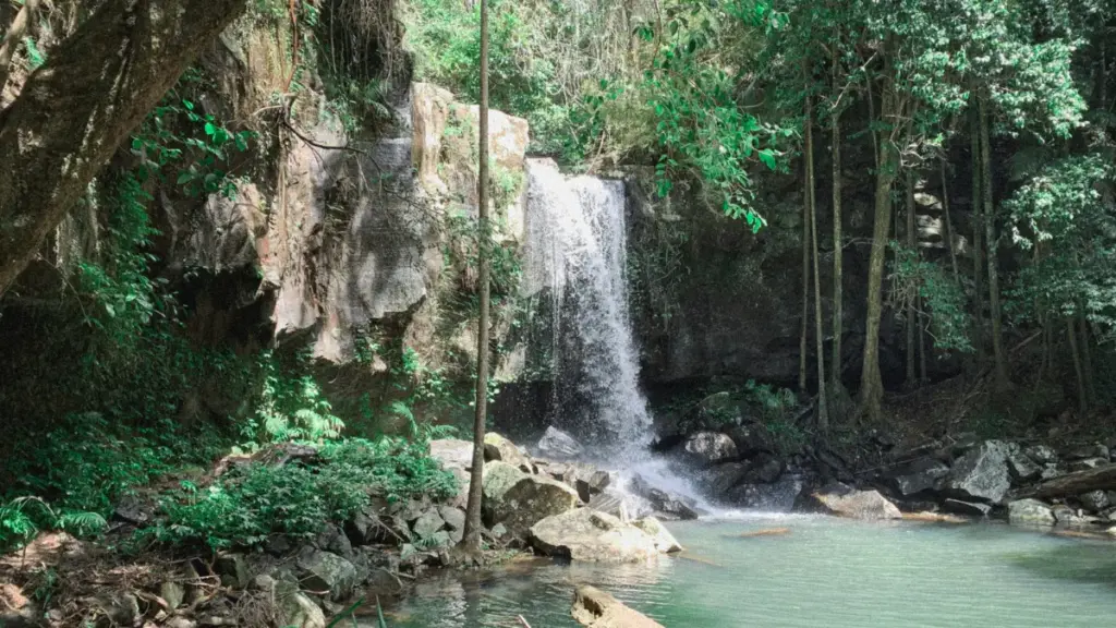 Springbrook National Park, Gold Coast, Queensland.